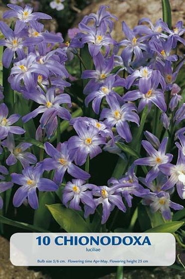 Vårstjerne Luciliae 10-pakning